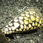 Conus marmoreus